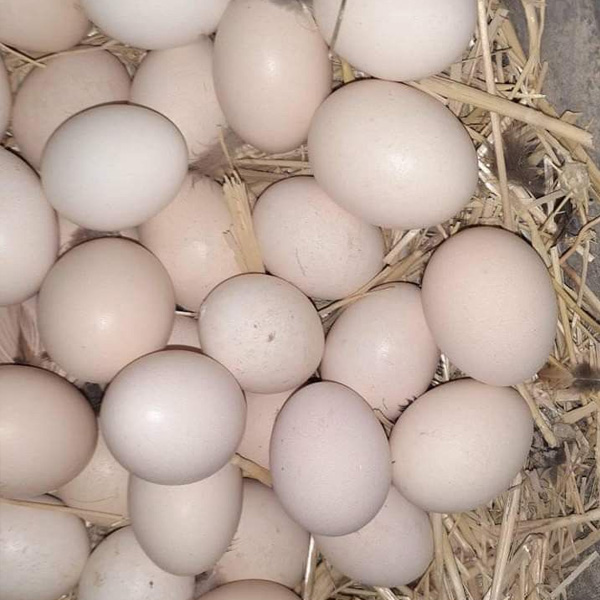 Відгук EggBoost